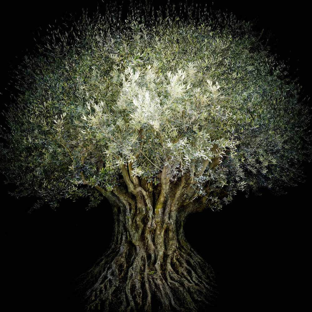 Il giardino delle meraviglie. - (Irene Kung, Contrasto)