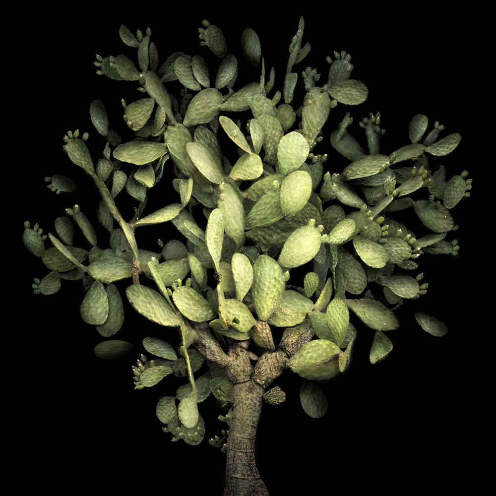 Il giardino delle meraviglie. - (Irene Kung, Contrasto)