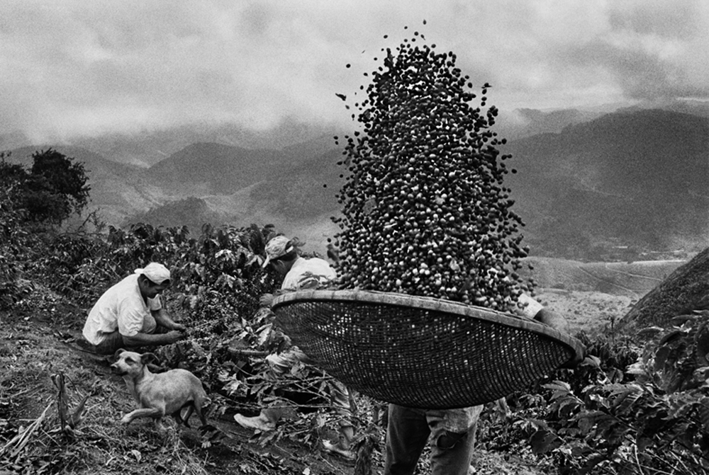 Profumo di sogno. - (Sebastião Salgado, Amazon images)
