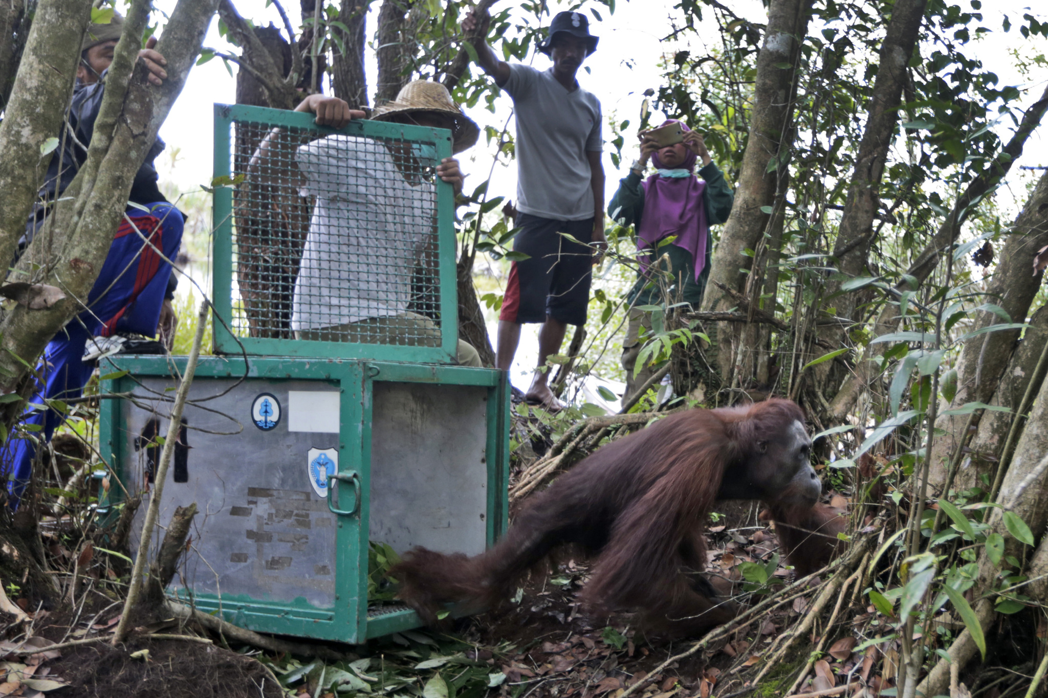 Ambientalisti della Borneo Orangutan Survival Foundation rilasciano un orango in una foresta sull’isola indonesiana di Kalimantan, il 6 gennaio 2016. - (Dita Alangkara, Ap/Ansa)