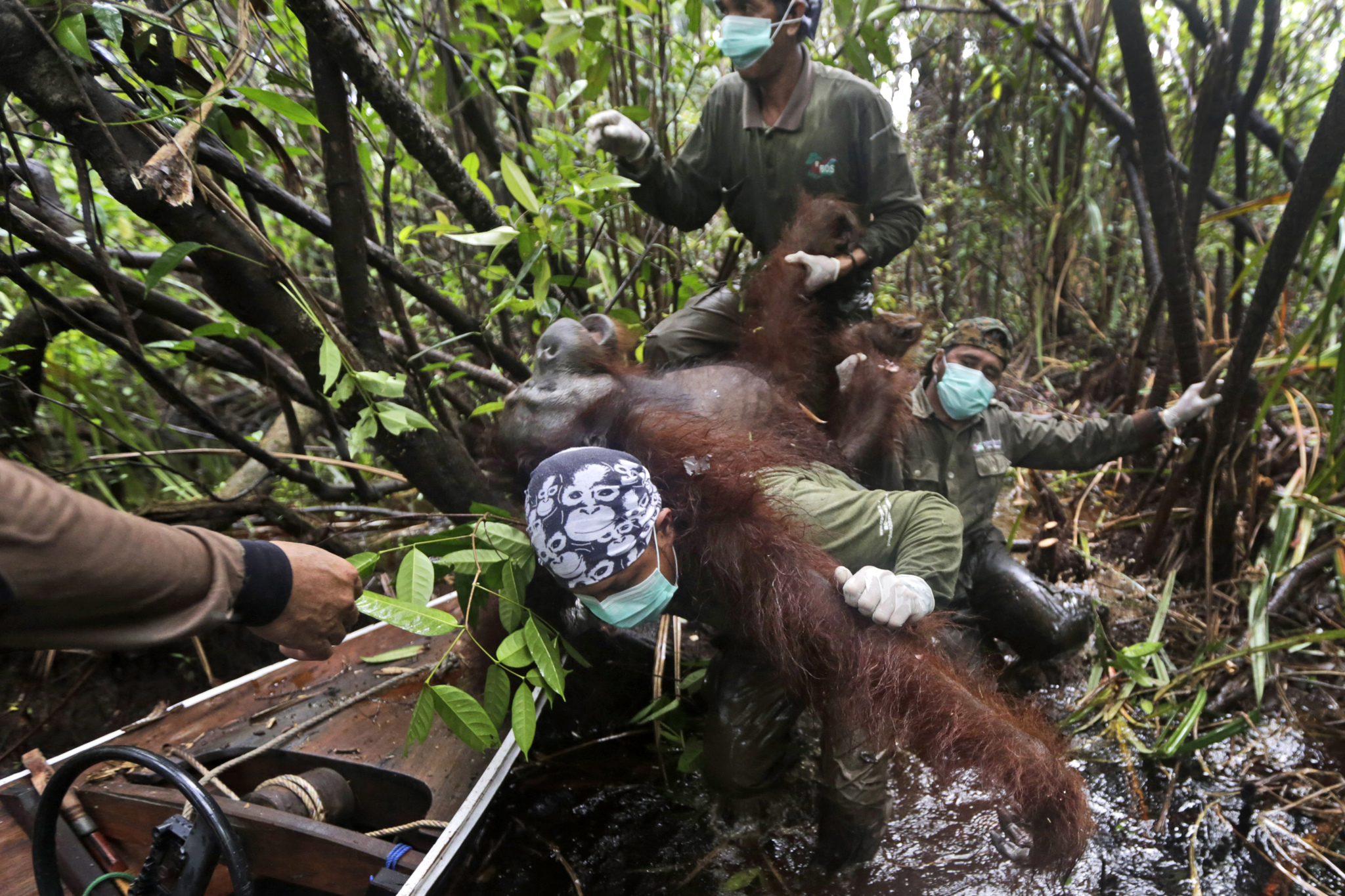Ambientalisti trasportano un orango addormentato durante le operazioni di salvataggio, nel Borneo indonesiano, il 5 gennaio 2016. - (Dita Alangkara, Ap/Ansa)