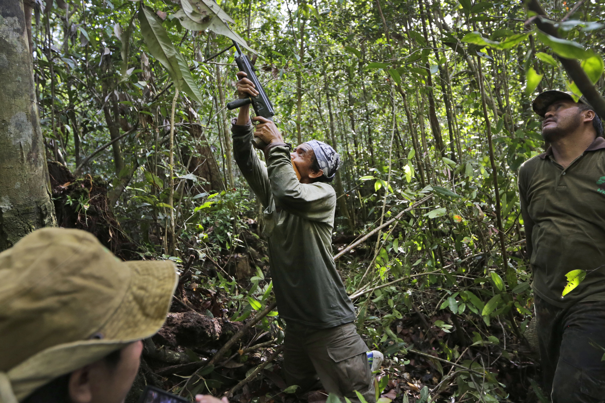 Un ambientalista della Borneo Orangutan Survival Foundation addormenta un orango che sta arrampicato su un albero, nel Borneo indonesiano, il 5 gennaio 2016. - (Dita Alangkara, Ap/Ansa)