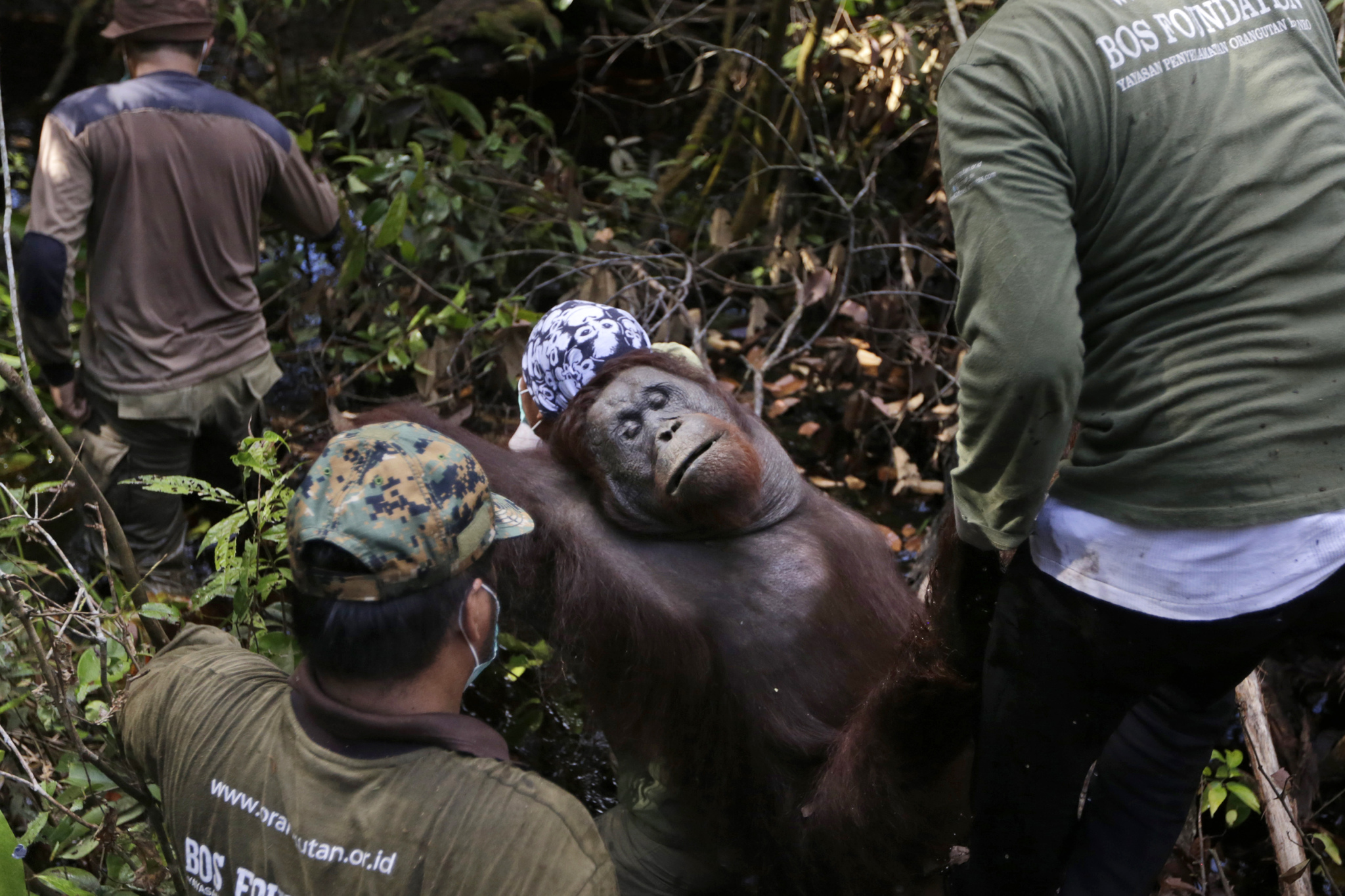 Ambientalisti trasportano un orango addormentato, nel Borneo indonesiano, il 5 gennaio 2016. - (Dita Alangkara, Ap/Ansa)