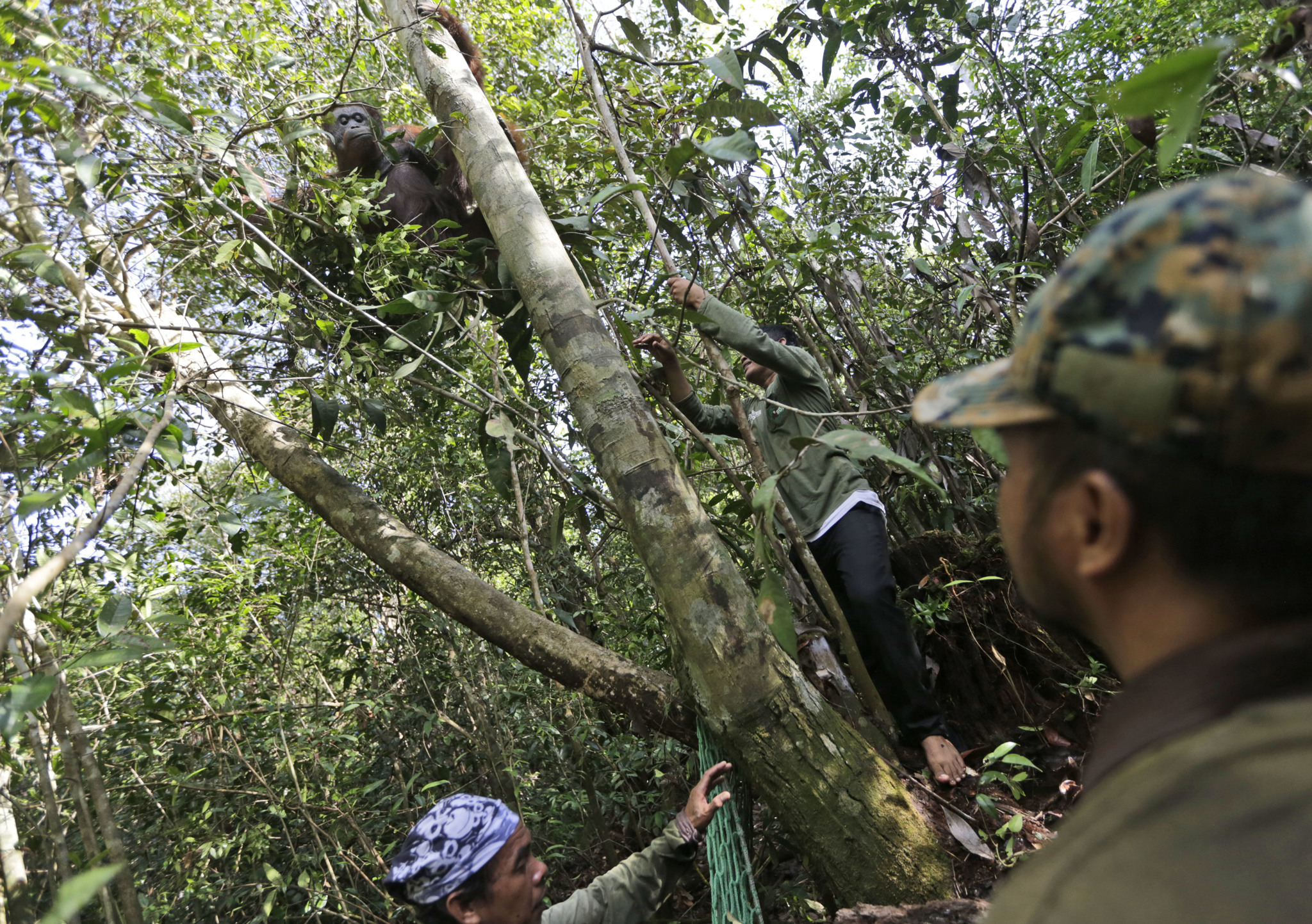 Le operazioni di salvataggio degli oranghi, nel Borneo indonesiano, il 5 gennaio 2016. - (Dita Alangkara, Ap/Ansa)