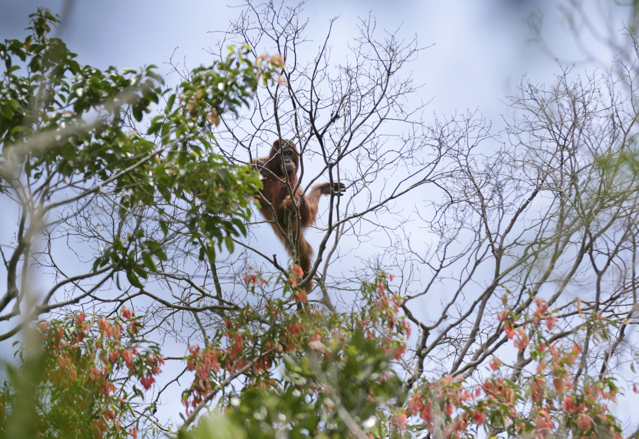 Un orango nella giungla intorno al fiume Mangkutub, nel Borneo indonesiano, il 7 gennaio 2016. - (Dita Alangkara, Ap/Ansa)