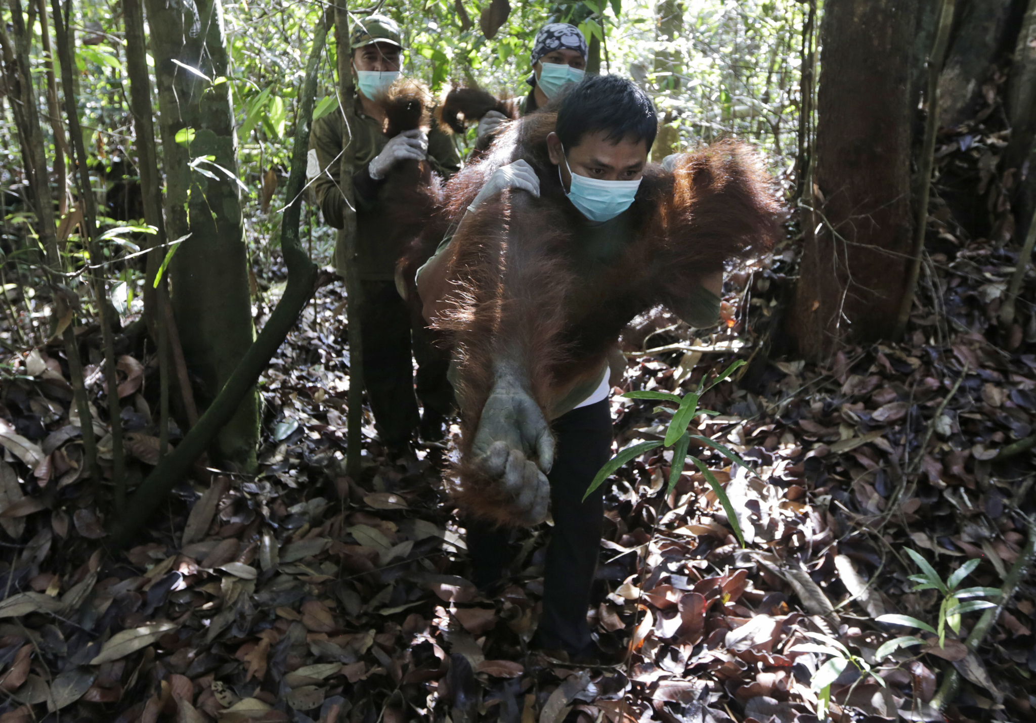 Le operazioni di salvataggio nella giungla intorno al fiume Mangkutub, nel Borneo indonesiano, il 5 gennaio 2016. - (Dita Alangkara, Ap/Ansa)