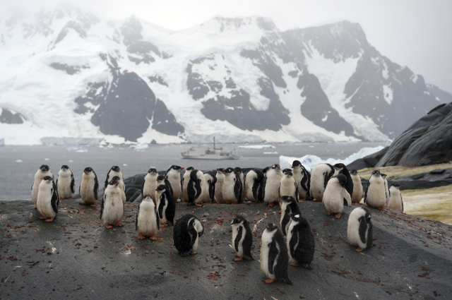 Missione In Antartide Tra Brividi Pinguini Ed Elefanti Marini Roland Lloyd Parry Internazionale