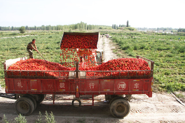 Regione dello Xinjiang, Cina, agosto 2015. - Xinhua/Eyevine/Contrasto