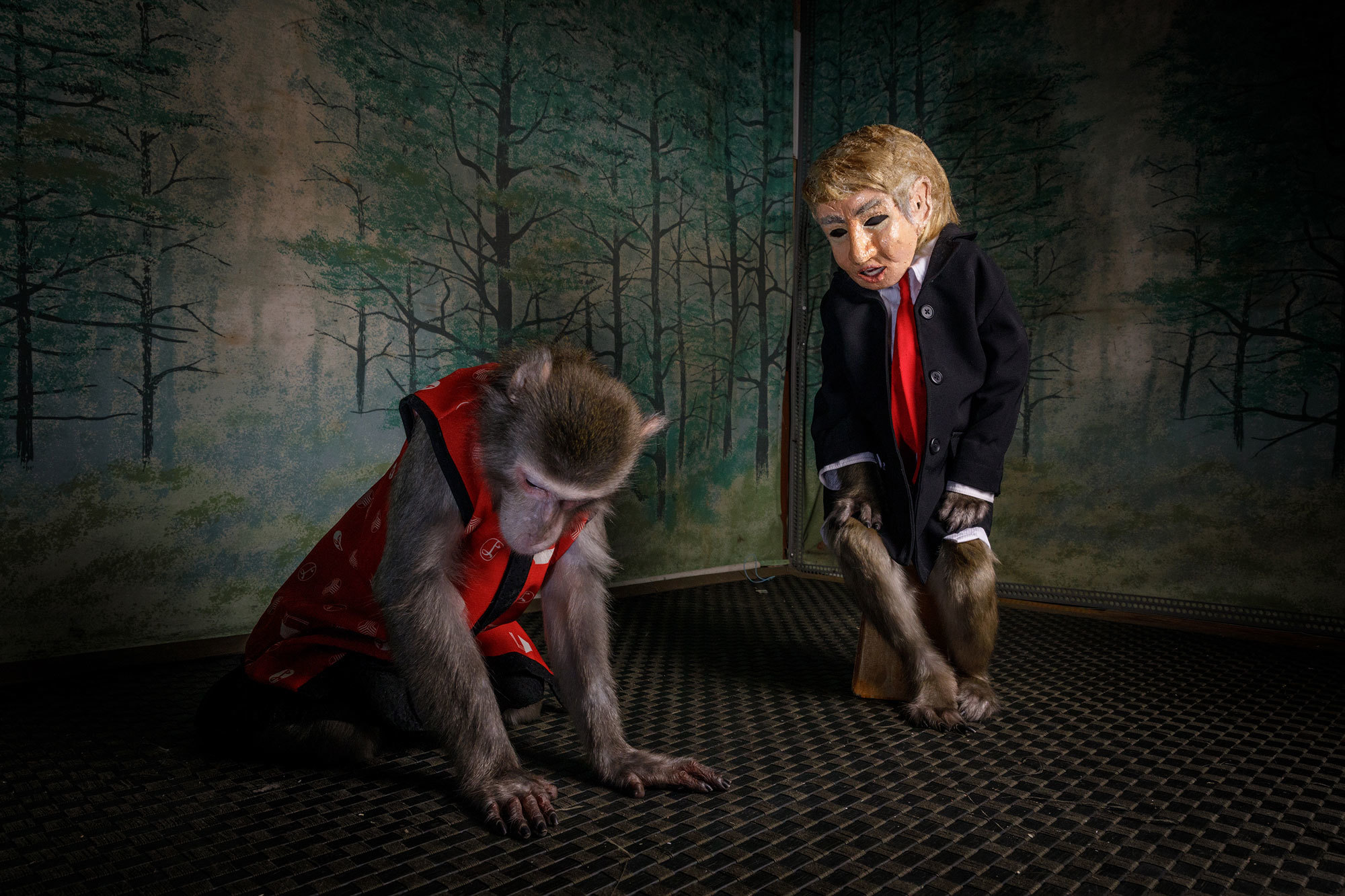 Finalista nella categoria natura, storie. Negli ultimi anni, il macaco giapponese, meglio conosciuto come la scimmia delle nevi, si è abituato agli uomini. Per sopravvivere questi macachi saccheggiano i raccolti nelle campagne, mentre nelle città sono addomesticati e addestrati per l’industria dell’intrattenimento. 15 gennaio 2016-2 ottobre 2017. - (Jasper Doest)