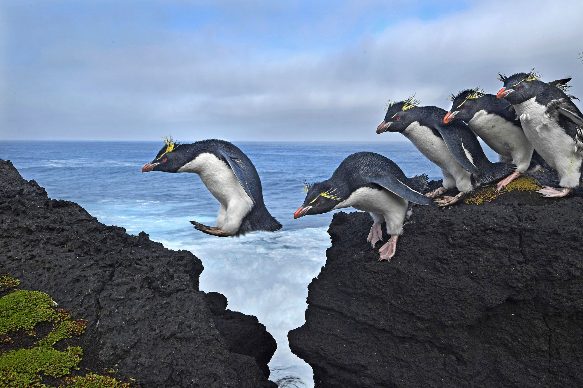 Finalista nella categoria natura, storie. Pinguini saltarocce lungo la costa frastagliata dell’isola Marion, un territorio antartico dell’Africa meridionale nell’oceano Indiano. 13 aprile-22 agosto 2016. - (Thomas P. Peschak)