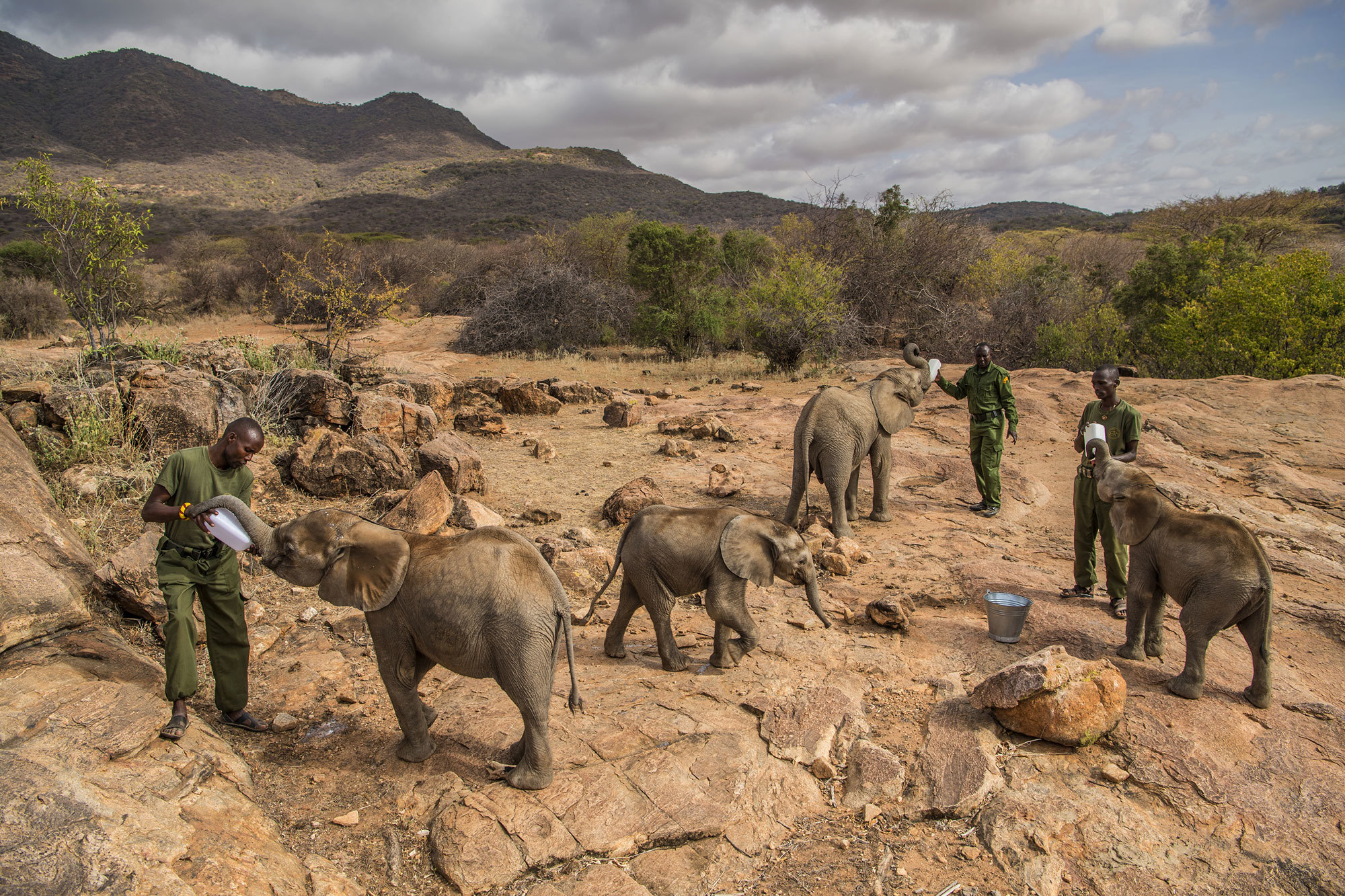 Finalista nella categoria natura, storie. Cuccioli di elefante orfani vengono reinseriti nel loro ambiente nella riserva di Reteti, in Kenya. 29 settembre 2016-23 febraio 2017. - (Ami Vitale)