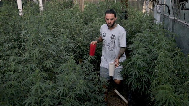In Uruguay la cannabis di stato è un successo a metà In Uruguay la cannabis di stato è un successo a metà