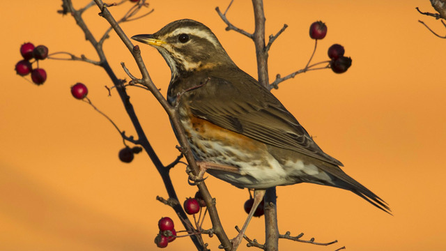 Un’app di birdwatching aiuta a capire il cambiamento climatico Un’app di birdwatching aiuta a capire il cambiamento climatico