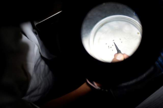 Gli Stati Uniti approvano il primo vaccino contro la chikungunya
