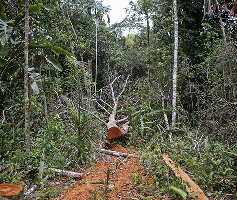 Epidemia misteriosa in Rdc