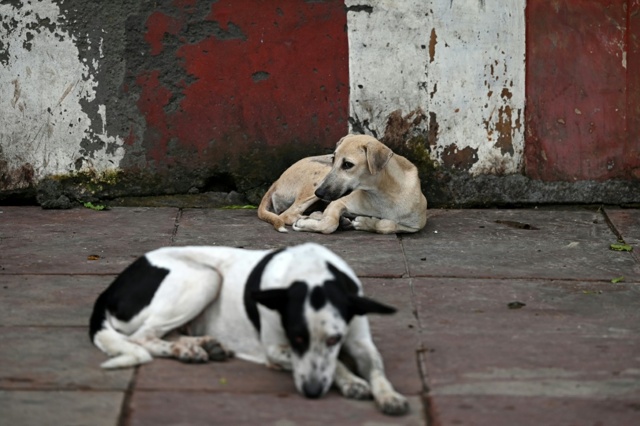 la corte suprema indiana fa marcia indietro sui cani randagi di new delhi