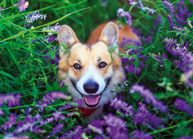 Un cane per gestire lo stress