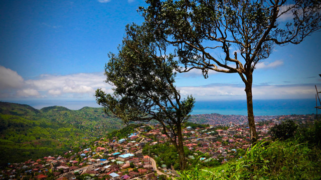 Freetown mette radici nel futuro Freetown mette radici nel futuro
