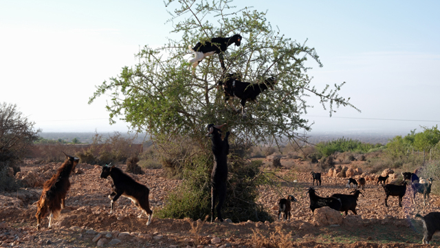 Chi guadagna davvero con l’olio di argan Chi guadagna davvero con l’olio di argan