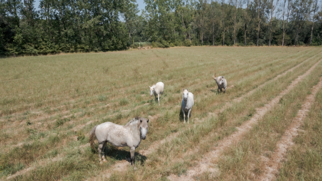 nelle campagne dove si coltivano esperimenti rigeneranti da Internazionale.it nelle campagne dove si coltivano esperimenti rigeneranti