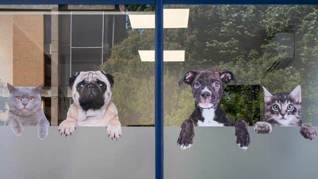 Gli affari d’oro delle cliniche veterinarie Gli affari d’oro delle cliniche veterinarie