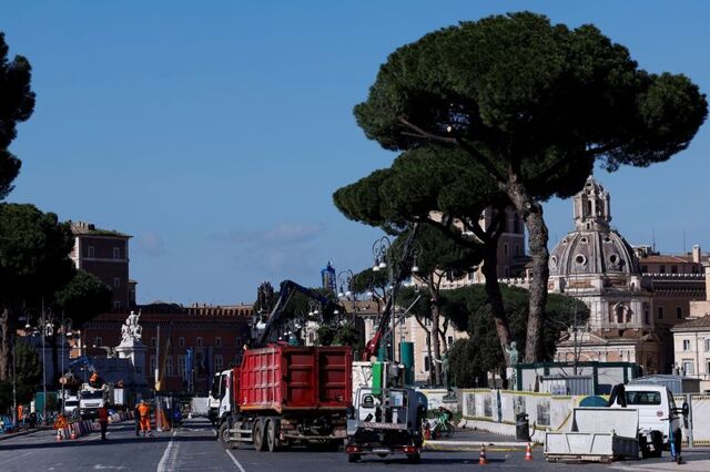 Rome cuts down ageing pines along avenue leading to Colosseum