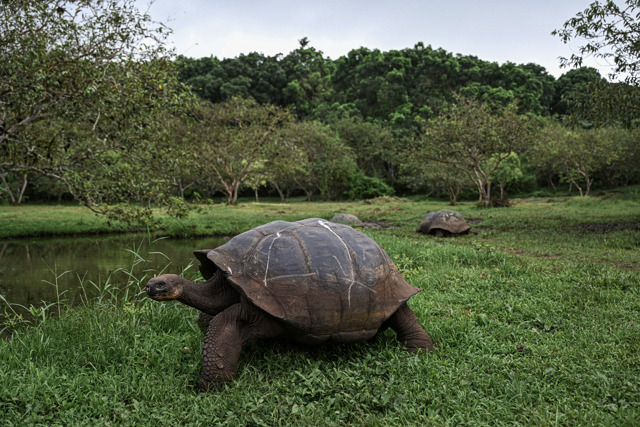 la tartaruga torna a casa da Internazionale.it la tartaruga torna a casa