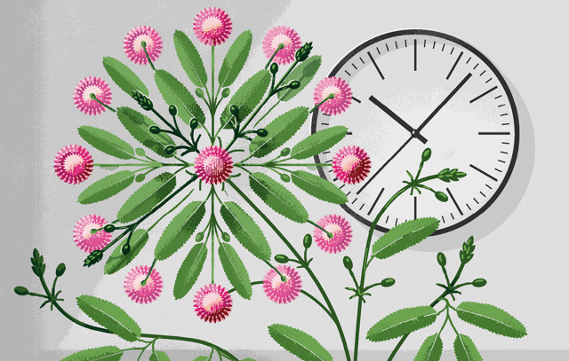 La pianta che imparò a contare