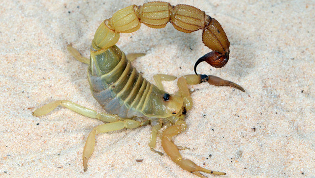 Le armi segrete degli scorpioni