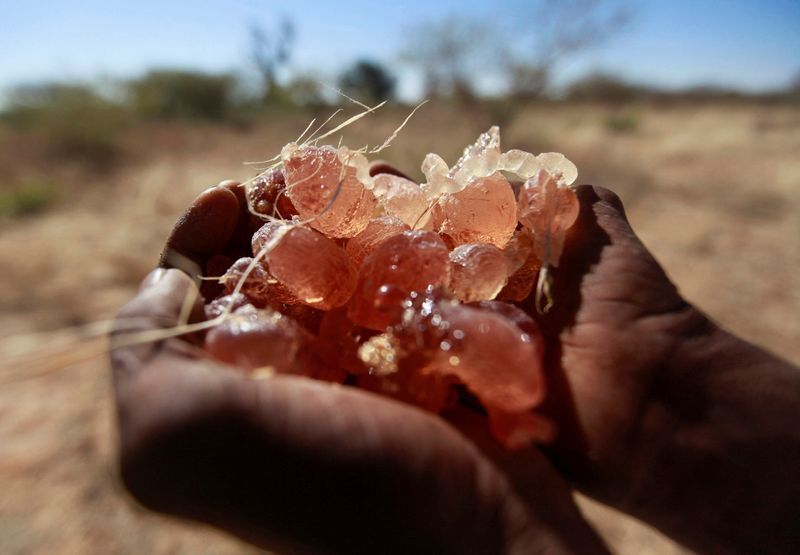الأمم المتحدة تحذر من أن تجارة الصمغ العربي في السودان تساعد في استمرار الحرب الأهلية