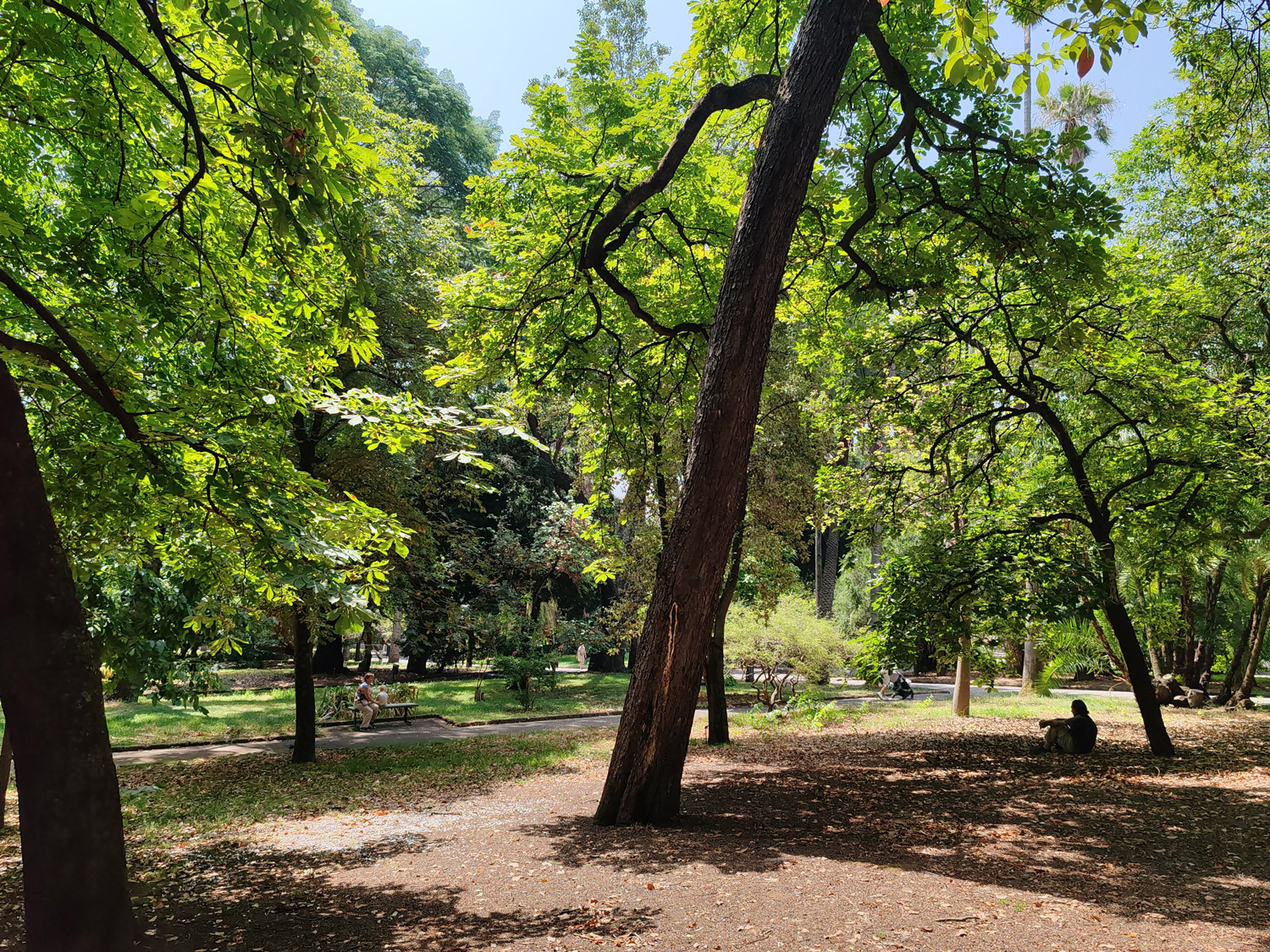 Un anziano si rilassa all'ombra dell'orto botanico di Napoli, mentre la città affronta un'ondata di calore