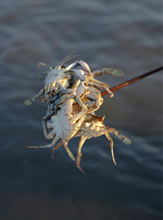 357554-ld.jpg
