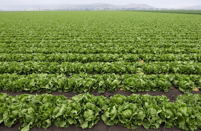 US declares end of largest recorded cyclosporiasis outbreak