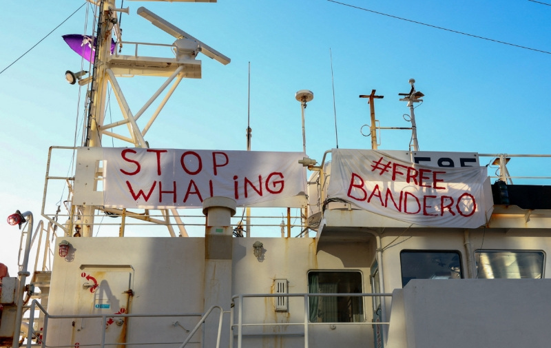 Iceland's last whaling company shrugs off threat of permanent ban